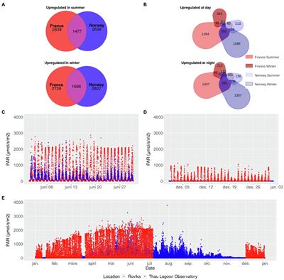 Adaptation of Temperate Seagrass to Arctic Light Relies on Seasonal Acclimatization of Carbon Capture and Metabolism